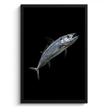 Poster met lijst - Makreel - Vis - Zwart