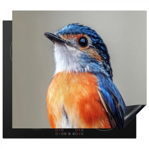 Kleurrijk - Vogeltje - Veren - Blauw