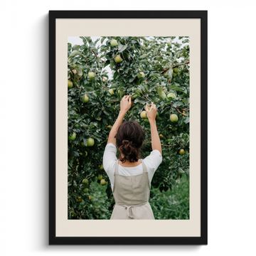 Poster met lijst - Boom - Appels - Plukken - Natuur