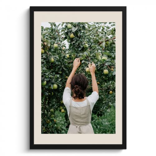 Poster met lijst - Boom - Appels - Plukken - Natuur