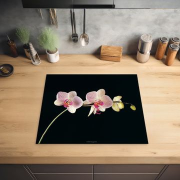 Orchidee - Roze - Bloemen