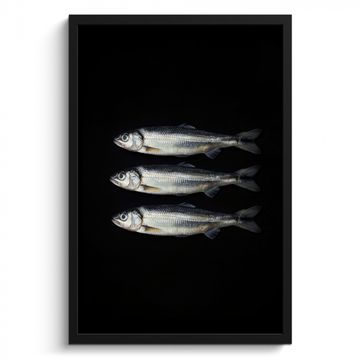 Poster met lijst - Haring - Vissen - Zwart