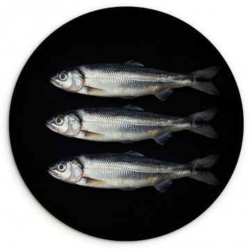 Muurcirkel - Haring - Vissen - Zwart