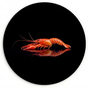 Muurcirkel - Kreeft - Oranje - Zwart - Opvallend
