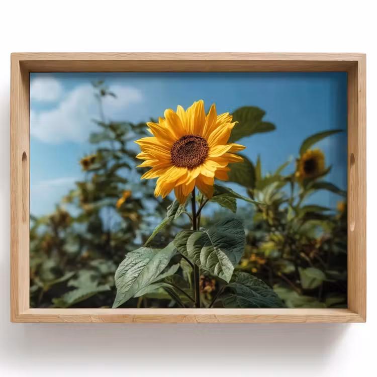Dienblad - Zonnebloemen - Helderblauwer lucht - Gras — 1