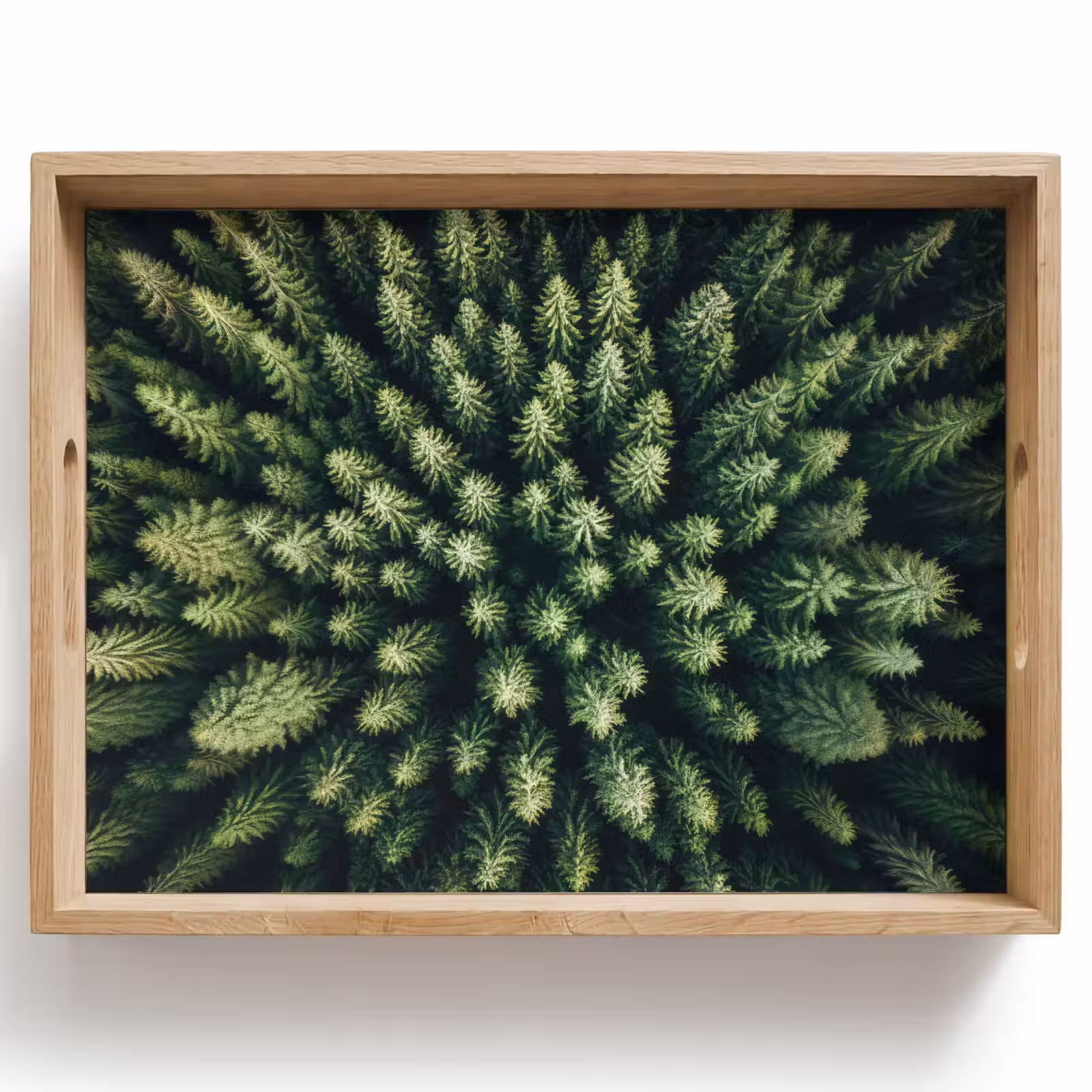 Dienblad - Bomen - Naaldwoud - Structuur — 1