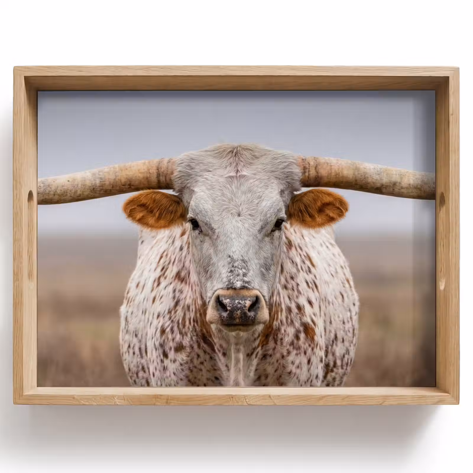 Dienblad - Longhorn - Grasveld - Dier — 1