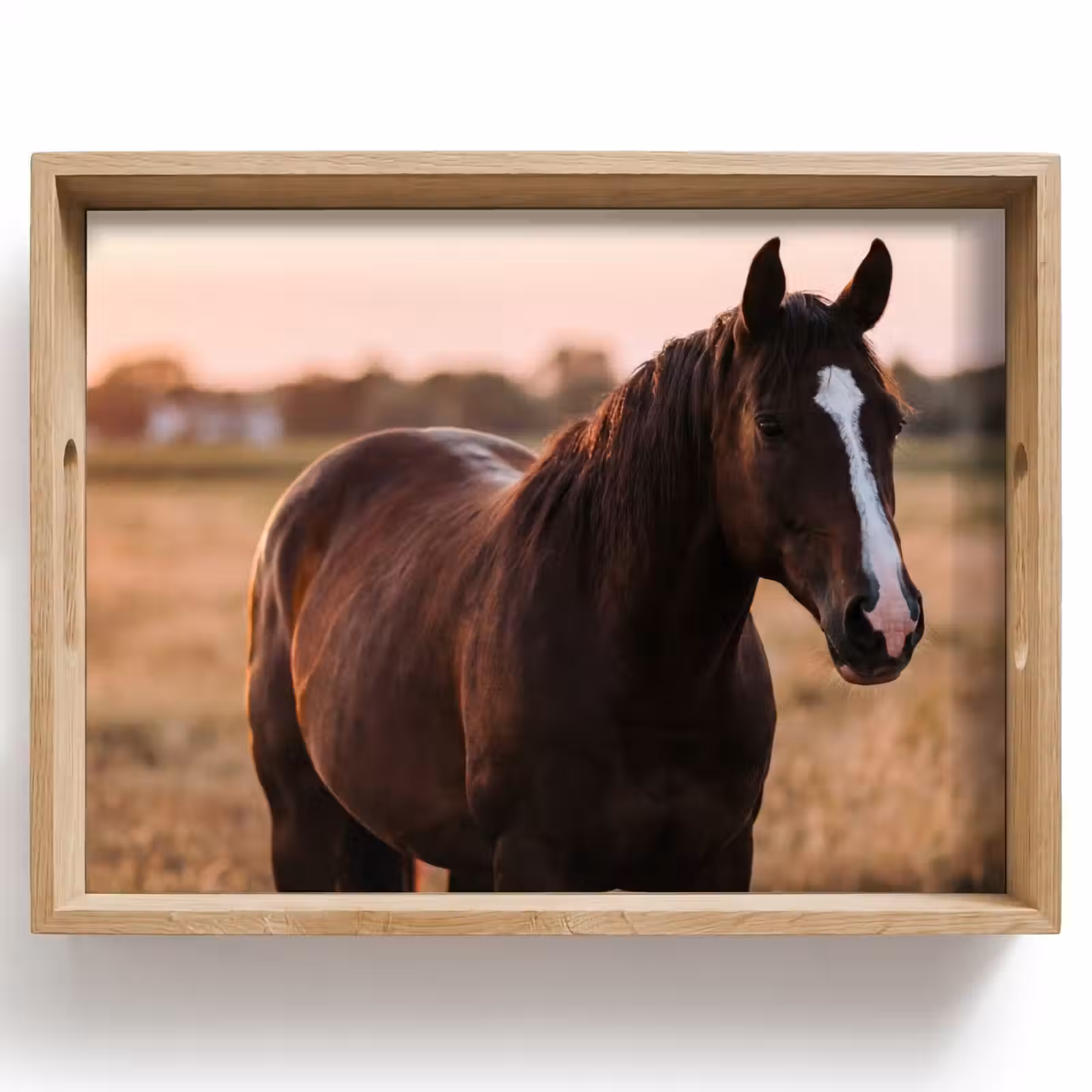 Dienblad - Paard - Zonsondergang - Bruin — 1