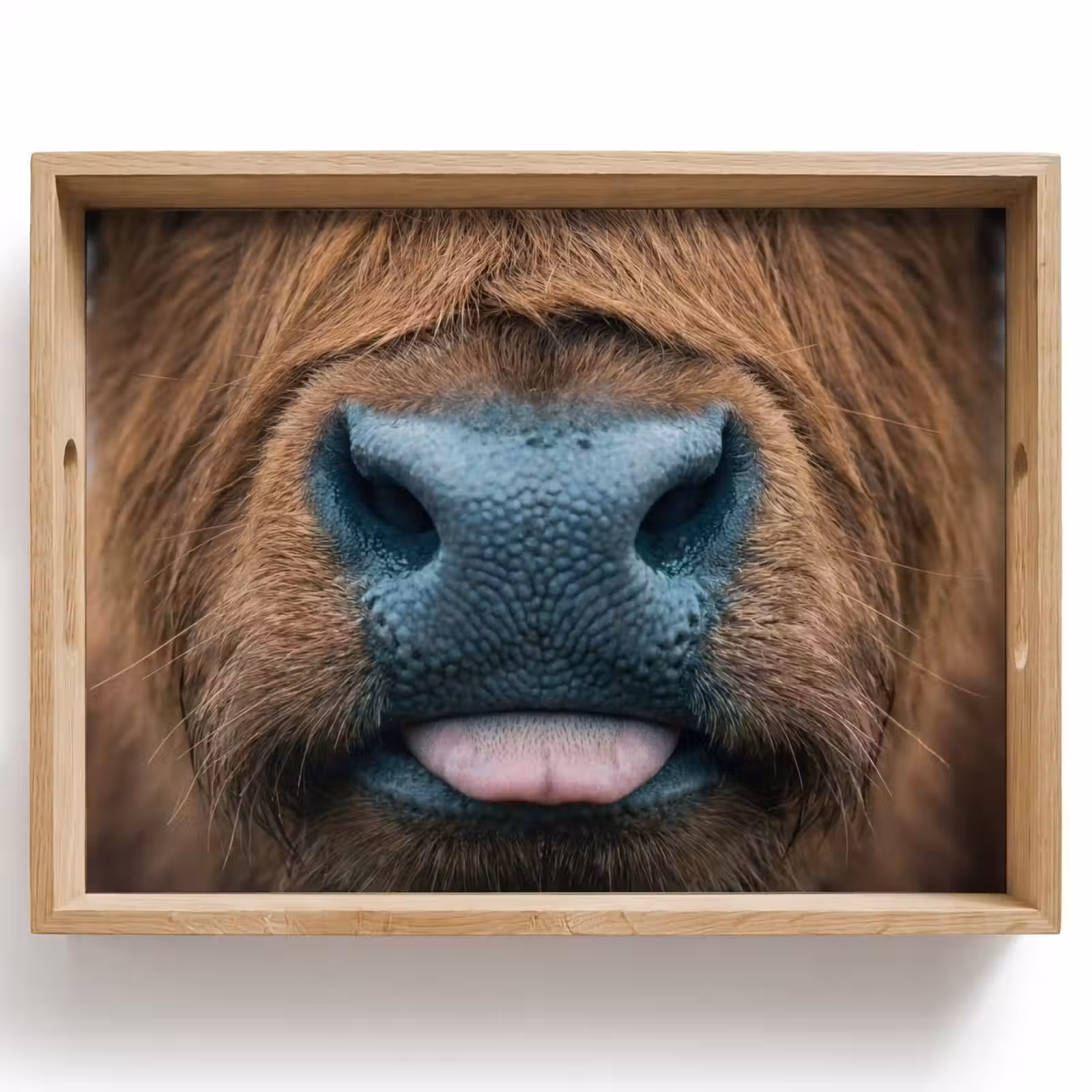Dienblad - Schotse hooglander - Neus - Bruin — 1