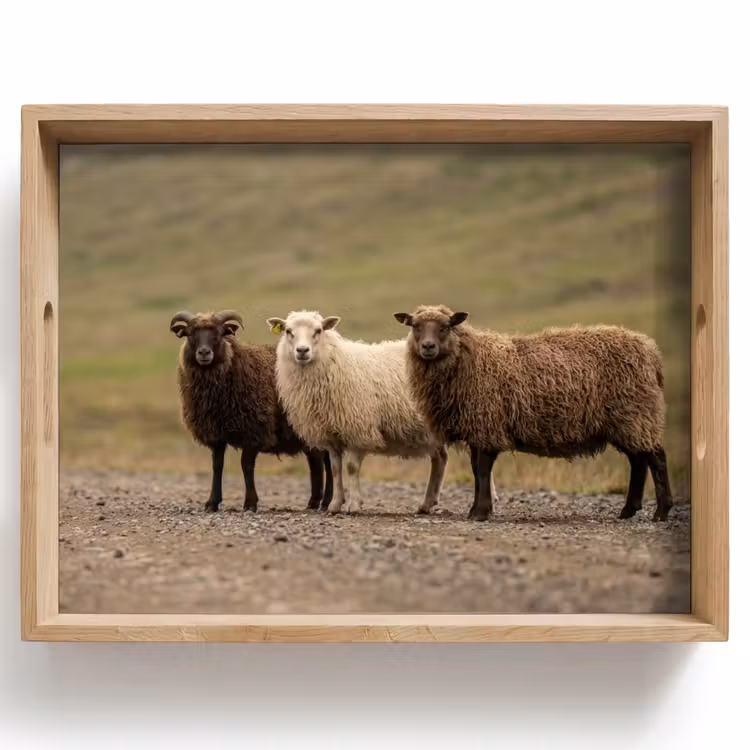 Dienblad - Schapen - Bruin - Wit - Grindpad — 1
