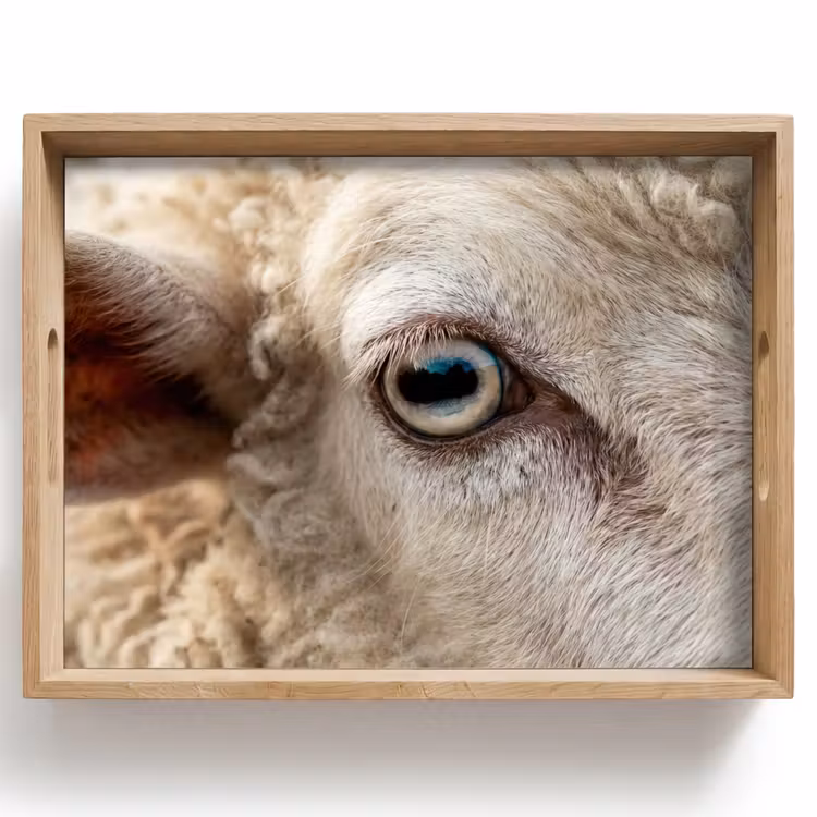 Dienblad - Schaap - Oog - Wit — 1