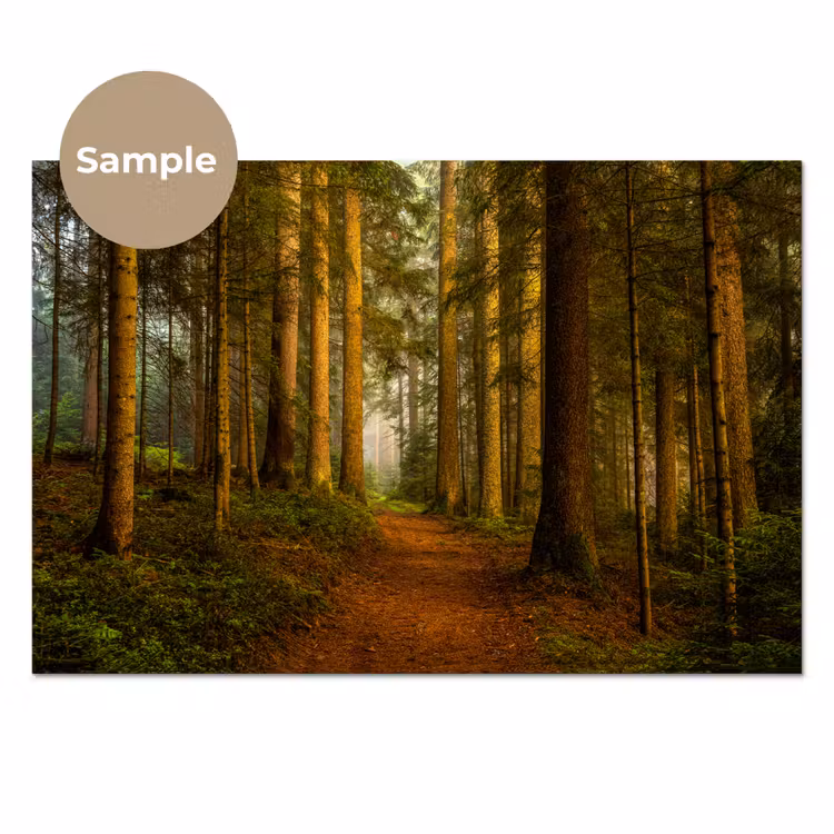 Keuken achterwand - Bos - Natuur - Bomen - Landschap - Bladeren — 1