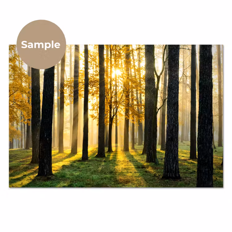 Keuken achterwand - Bos - Zon - Bomen - Gras - Landschap - Natuur — 1