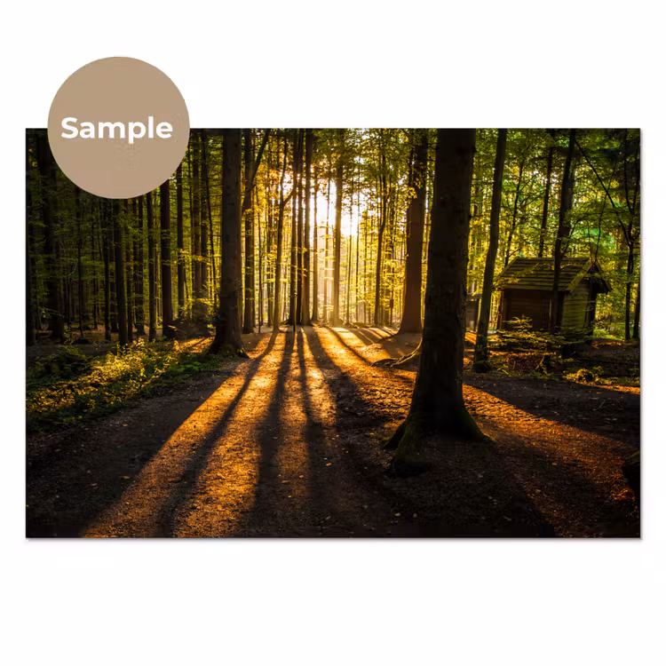 Keuken achterwand - Zon - Bomen - Bos - Landschap - Natuur — 1