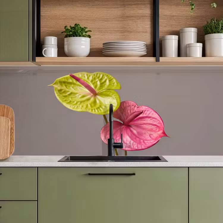 Keuken achterwand - Planten - Anthurium - Groen - Roze — 7