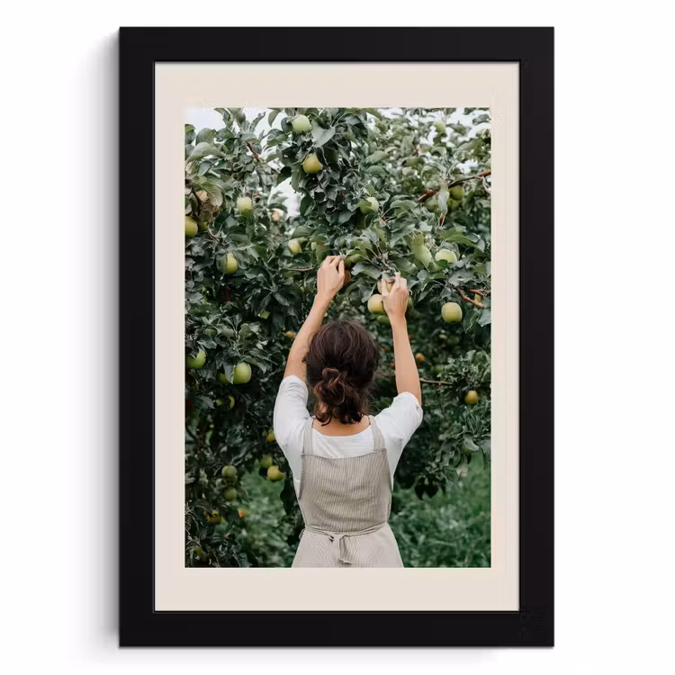 Poster met lijst - Boom - Appels - Plukken - Natuur — 1