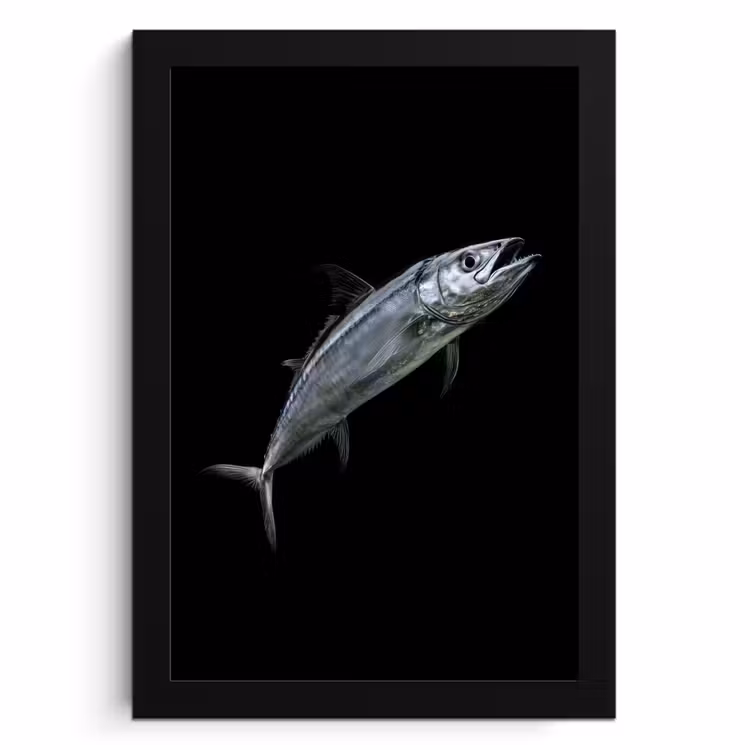 Poster met lijst - Makreel - Vis - Zwart — 1
