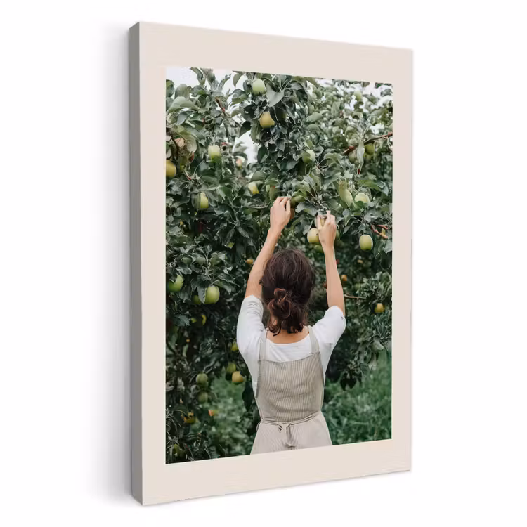 Canvas schilderij - Boom - Appels - Plukken - Natuur — 1