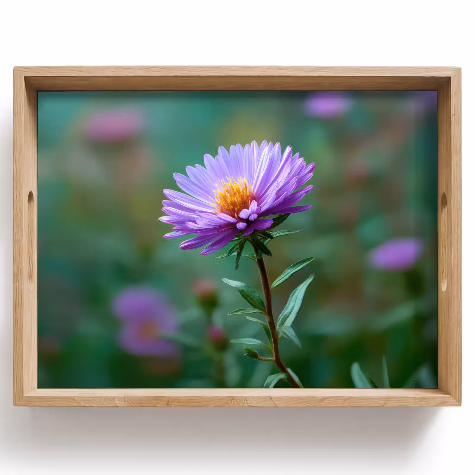 Dienblad - Aster - Paars - Bloem - Blaadjes — 1