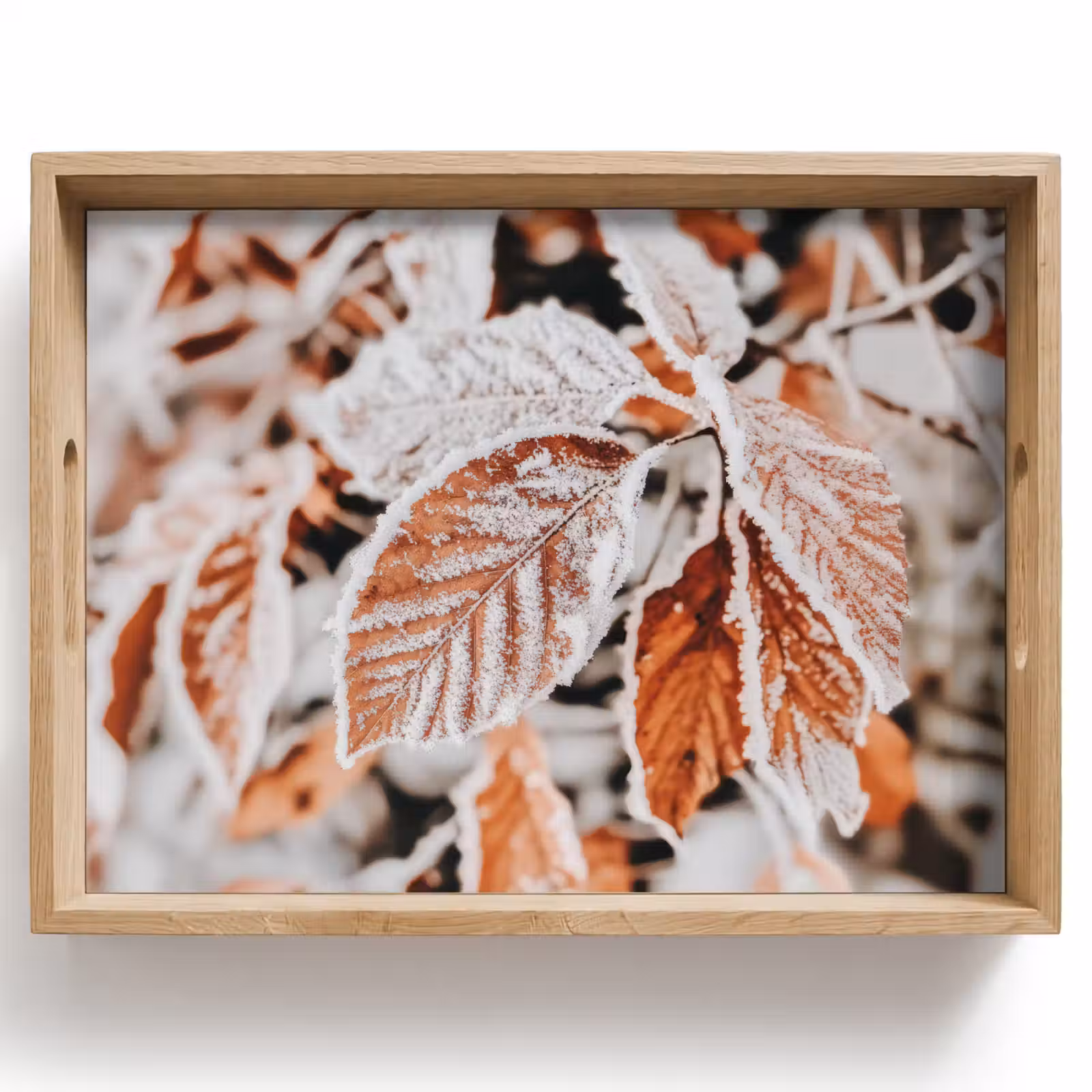 Dienblad - Bladeren - IJs - Winter - Natuur — 1