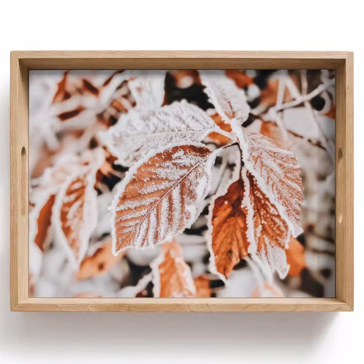 Dienblad - Bladeren - IJs - Winter - Natuur — 1