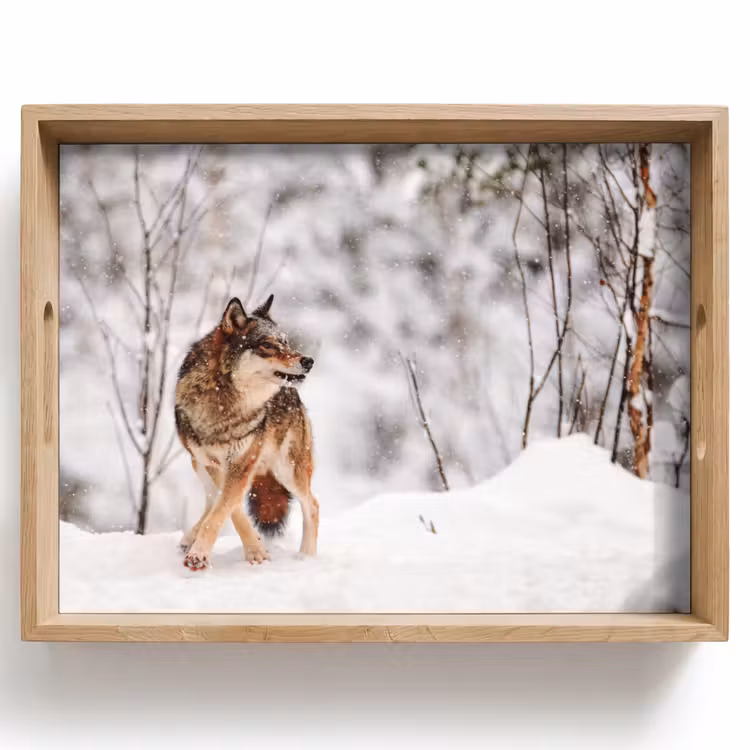 Dienblad - Wolf - Winter - Sneeuw - Natuur - Dieren — 1