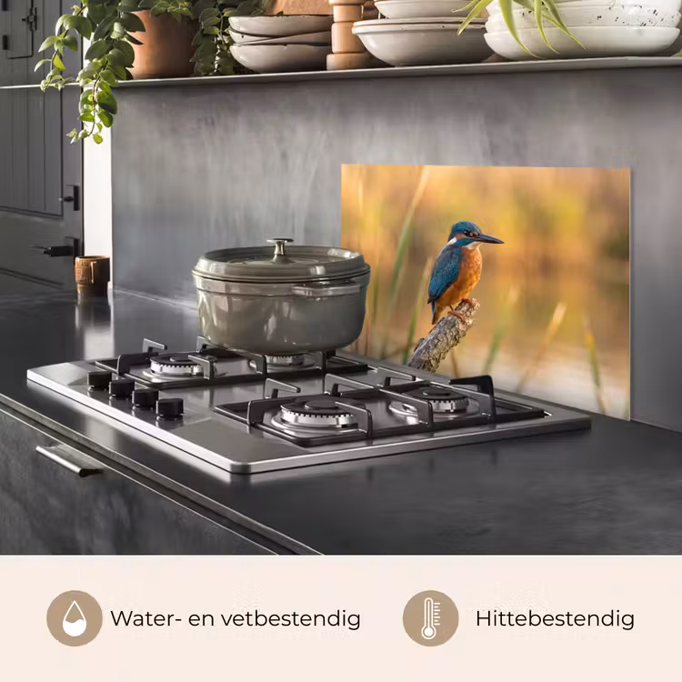Spatscherm keuken - IJsvogel - Tak - Water - Kleurrijk - Levendig — 2