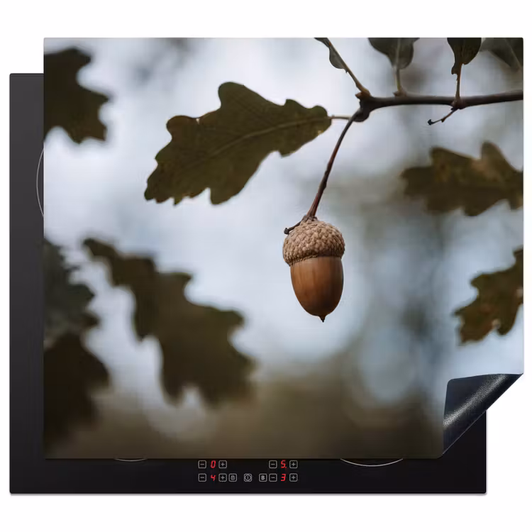 Inductie beschermer - Eikel - Eikenblad - Bos - Herfst - Natuur — 1