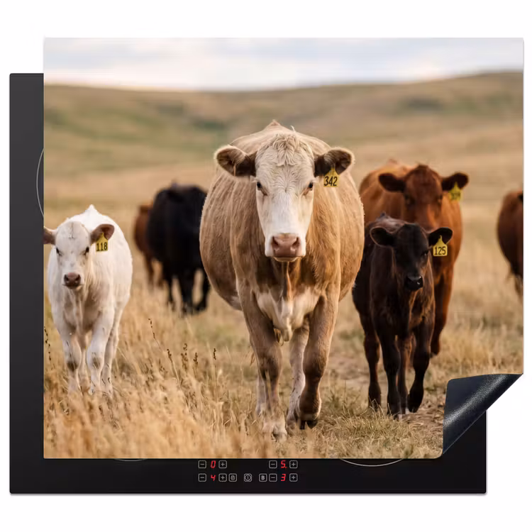 Inductie beschermer - Runderen - Kudde - Landschap - Weide - Rustig — 1