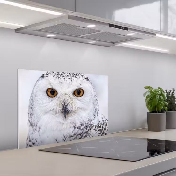 Spatscherm keuken - Sneeuwuil - Oog - Wildlife - Wit — 1