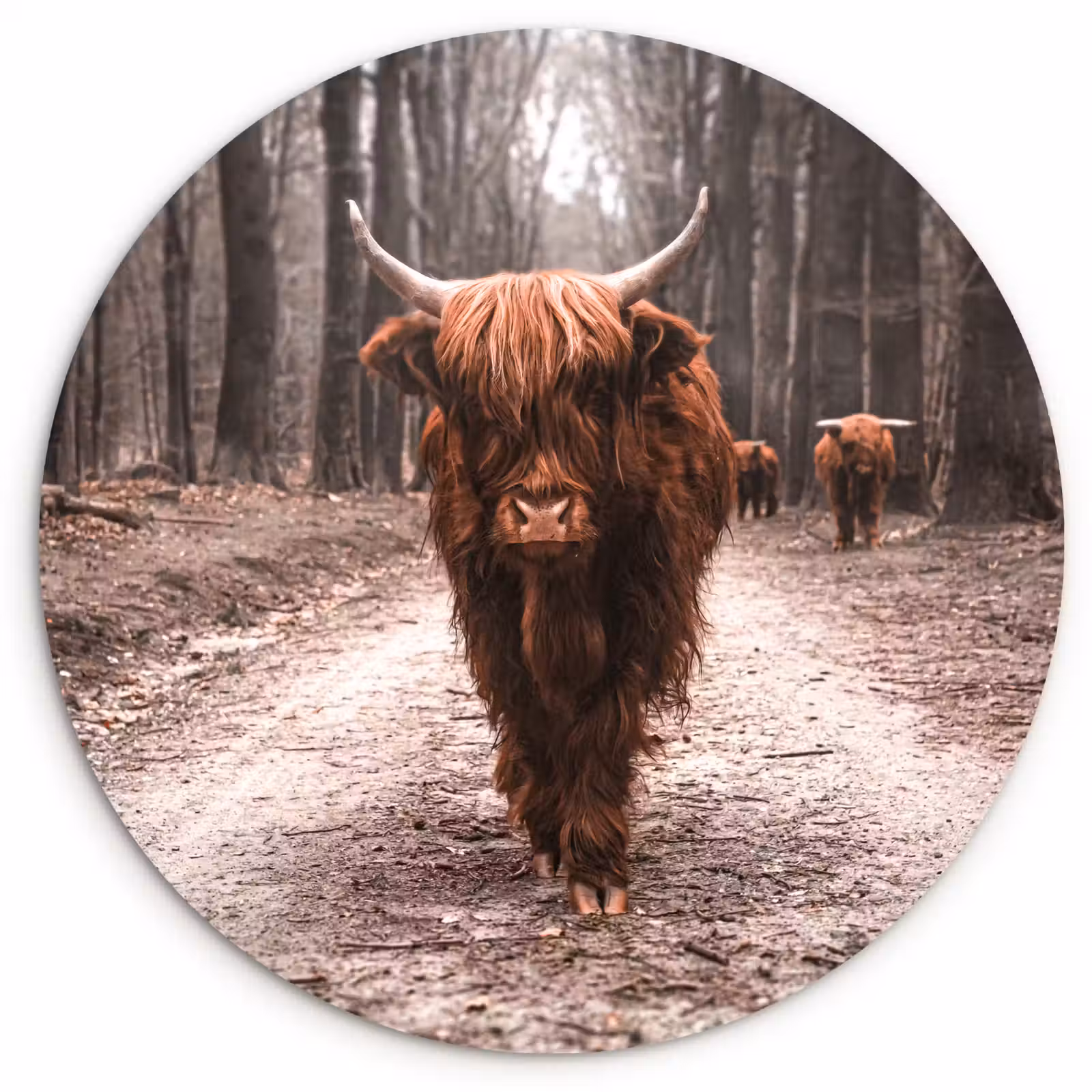 Muurcirkel - Leider van de Tocht — 1